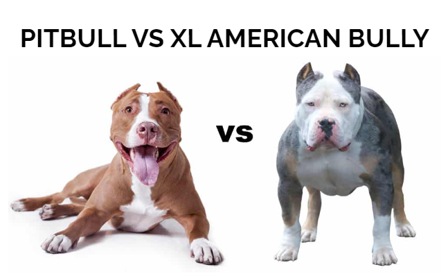 The Ultimate Showdown. American Bully vs American Pit bull Terrier- Unveiling the Differences